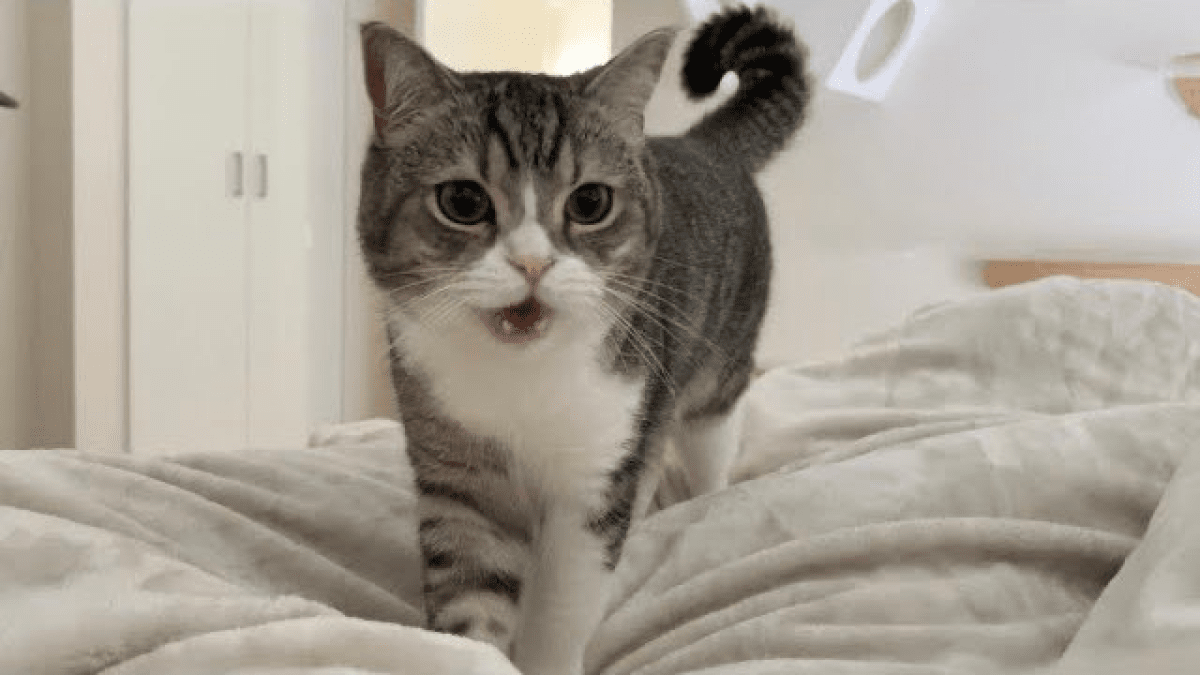 人気Youtuber猫・もちまるが虐待被害？なぜ？「かわいそう」との声も